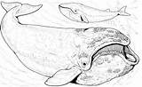 Bowhead Ballena Whales Groenlandia Stampare Supercoloring Imprimir sketch template