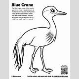 Crane Coloring Blue Bird Pages Birdorable Siberian African Animal Birds Downloads Africa Symbols sketch template