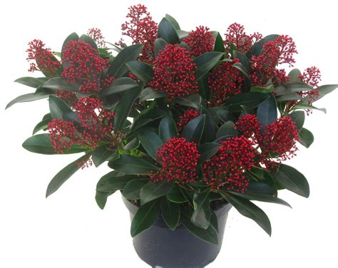 skimmia japonica marlot japanische bluetenskimmie  cm topf