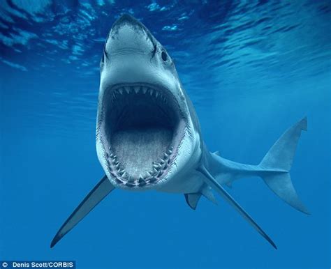 simply amazing man swallowed  shark struggles    stomach