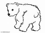 Arctic Polar Bear Tundra Coloring Pages Animals Baby Printable Kids sketch template