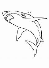 Shark Coloring Pages Great Print Printable Sharks Kids Realistic Color Drawing Colouring Fish Book Bestcoloringpagesforkids Sheets Animals Painting Shark2 Week sketch template