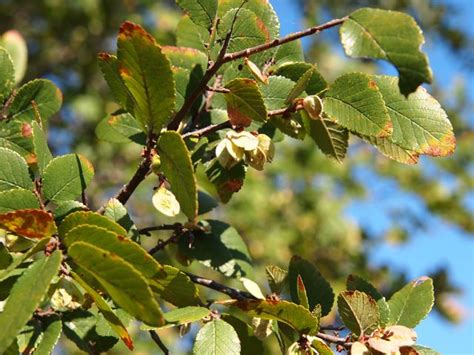 Cedar Elm Scientific Name Ulmus Crassifolia Cedar Elm Is A Large