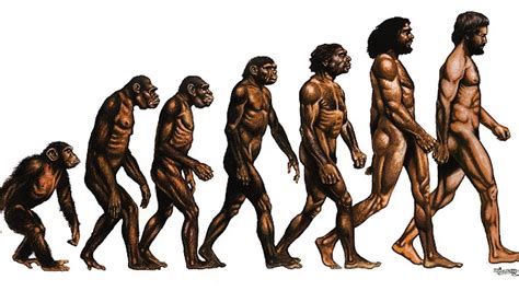 evolution  humans