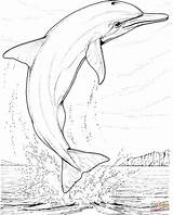 Dolphin Delfino Ausmalbilder Salto Disegnare Delfines Stampare Dolfijn Golfinho Delfine Adults Volwassenen Colorir sketch template