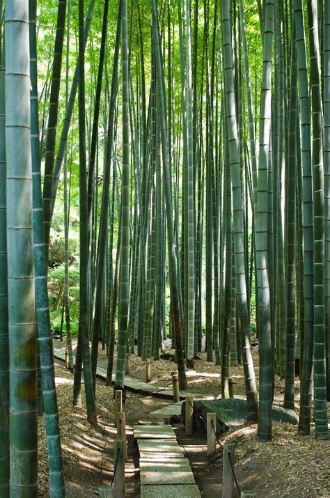 bamboo  shinnji bamboo garden bamboo forest japan landscape forest