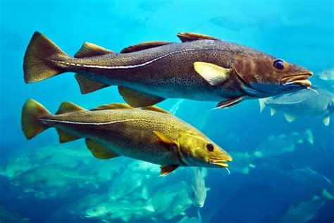 scientists spawn  hatch arctic   lab intrafish