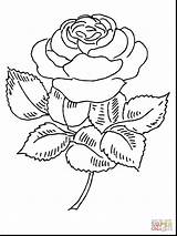 Coloring Rose Bush Designlooter Pages Roses Brilliant Printable sketch template