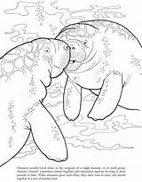 Manatee Coloring Book Dover Pages Printable Para Manati Anyone Colorear Manatees Template Adult Publications Dibujos Choose Board Kids Adults sketch template