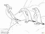 Tundra Animals Drawing Getdrawings sketch template