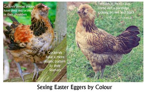 Sexing Chicks By Comb Colour Legs And Feathering Reference