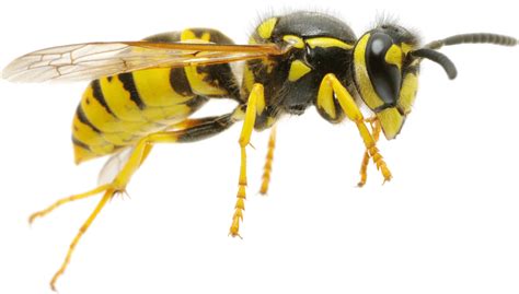 Wasp Png