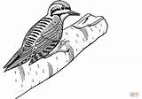 Coloring Woodpecker Pages Toed Three Printable sketch template