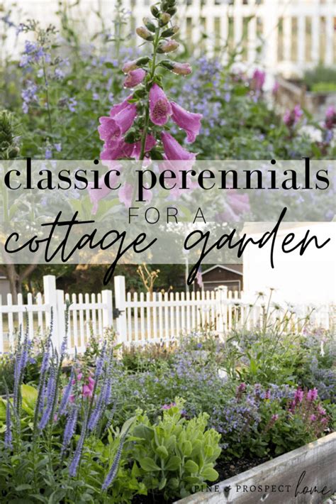classic perennials for a cottage garden pine and prospect home