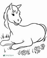 Coloring Horse Printable Pages Below Click Colt sketch template
