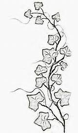 Ivy Vine Tattoo Drawing Vines Tattoos Leaf Flowers Line Poison Plant Outline Thin Simple Small Leaves Designs Drawings Draw Drawn sketch template