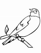 Burung Robin Mewarnai Ptaki Kolorowanki Druku Ptica Kolorowanka Birds Ptice Bojanke Ptak Kolorowania Paud Robin2 Tk Nazad Bisa sketch template