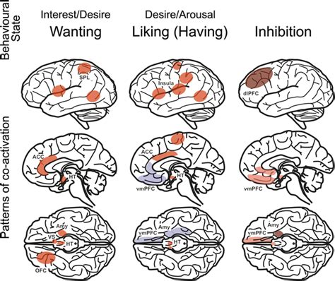 the human sexual pleasure cycle brain areas relevant to