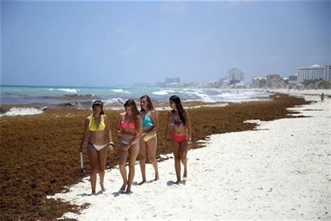 Stinking Mats Of Seaweed Piling Up On Caribbean Beaches