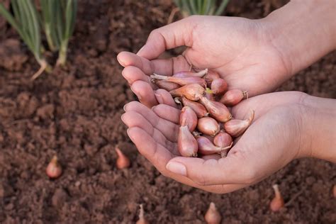 ways  plant onion bulbs sets kellogg garden organics