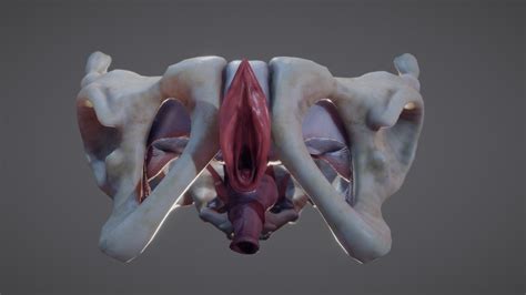 female reproductive system buy royalty free 3d model by ebers ebers