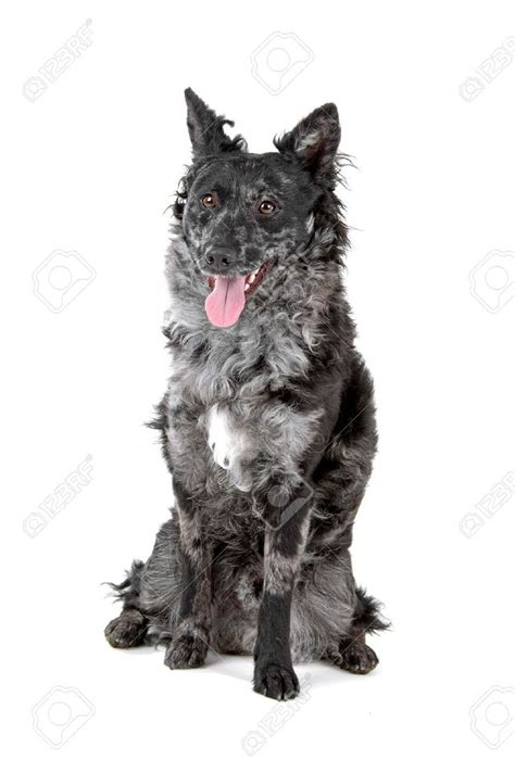black merle dog google search dog breeds dogs medium sized dogs