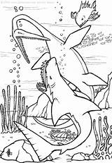 Shark Dinosaur Prehistoric Coloring Pages Hellokids Print Color sketch template