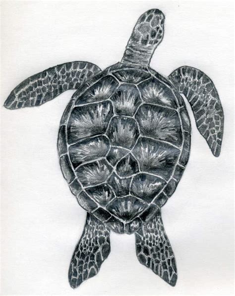 draw  turtle