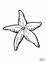 Starfish Coloring Pages Star Printable Realistic Seestern Drawing Google Clipart Shooting Kids Ausdrucken Zum Color Zeester Supercoloring Shells Bilder Getdrawings sketch template