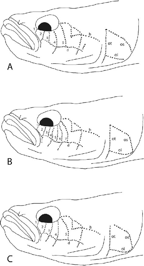 schematic illustrations showing main cephalic  neuromast pattern   scientific