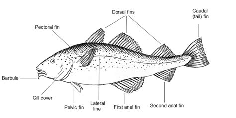 fish diagrams printable  diagrams