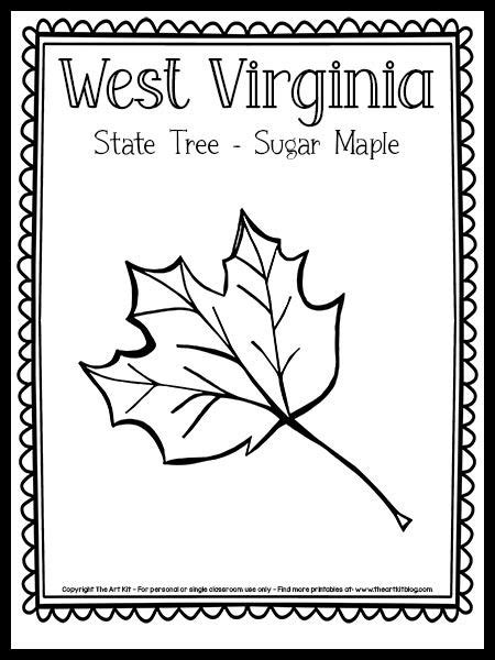 west virginia state tree coloring page sugar maple  printable