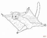 Glider Sugar Coloring Flying Possum Pages Drawing Printable Colouring Print Getdrawings Gliders Drawings Getcolorings Supercoloring Magic Kids Color sketch template
