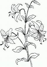 Blumen Lilies sketch template