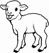Sheep Coloring Lamb Baby Cute Pages Drawing Print Laughing Born Colouring Printable Color Kids Sheet Getcolorings Getdrawings Everfreecoloring Coloringsky sketch template
