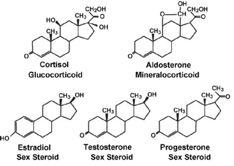 structures of adrenal and sex steroids the a ring of estradiol has a