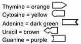 Dna Translation Coloring Transcription Key Libretexts Color sketch template