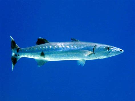 great barracuda sphyraena barracuda