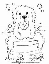 Coloring Newfoundland Pages Bernard Saint Great Pyrenees Bath Amy Bolin Sheets Sheet Time Puppy Getdrawings Dogs Printable Getcolorings sketch template