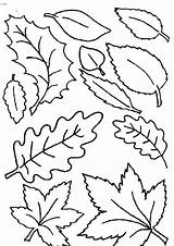 Coloring Leaves Pages Leaf Autumn Fall Type Printable Falling Pumpkin Getcolorings Netart Getdrawings Color sketch template