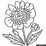 Peony Coloring Pages Flower Marigold Flowers Color Rose 560px 51kb Thecolor Comments sketch template