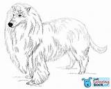 Collie Justcoloringbook sketch template