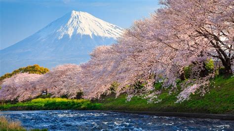 Cherry Blossom Japan Wallpaper 4k