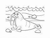 Walrus Coloring Pages Printable Kids Colouring Mcillustrator Book Animal Bestcoloringpagesforkids Toddler sketch template