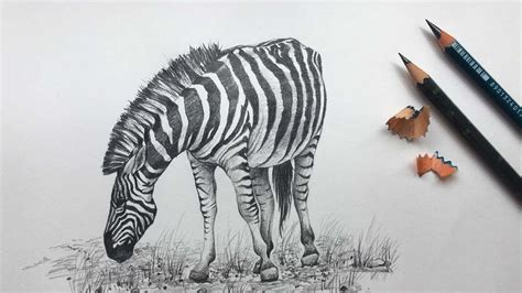 zebra drawing  pencil zebra pencil sketch animal drawing youtube