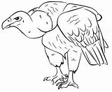 Vulture sketch template