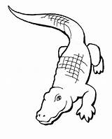 Crocodile Coloring sketch template
