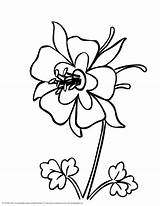 Flower Columbine Colorado Coloring Pages Flowers Drawing Blue State Tree Drawings Color Mexico Gif Pdf Adult 04kb 3300px 2550 Recommended sketch template