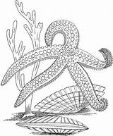 Coloring Pages Sea Ocean Seascape Adults Life Adult Printable Colouring Color Sheets Animal Books Printables Shells Clipart Marine Print Starfish sketch template