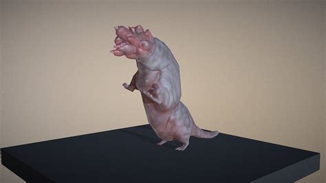 mutated rat    model  bido atbido dfdc